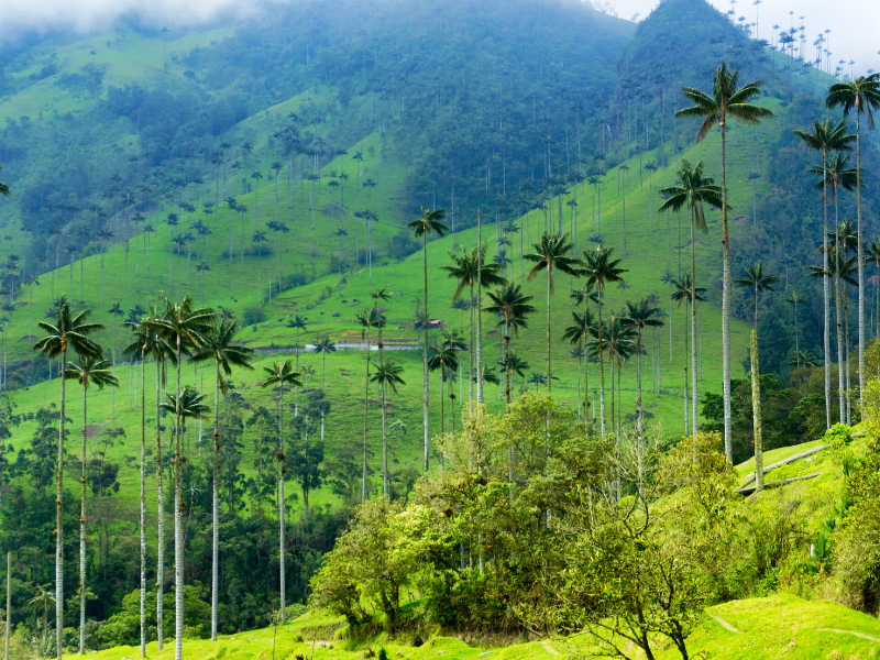 Dolina Cocora