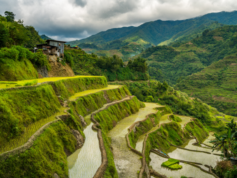 Tarasy Ryżowe Banaue