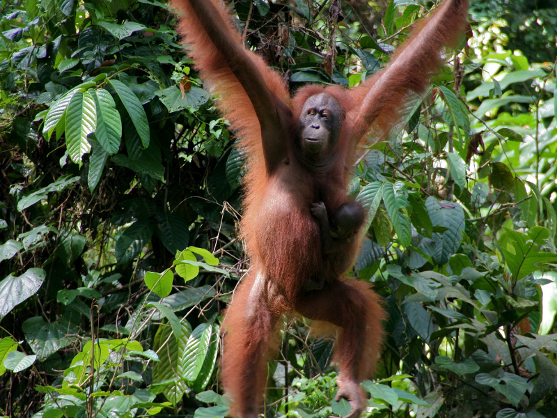 Rezerwat Orangutanów w Sepilok