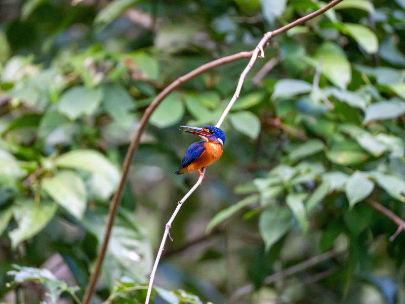 Rzeka Kinabatangan 