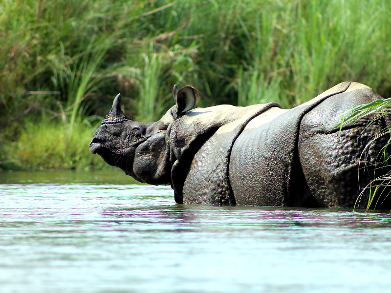 Park Narodowy Chitwan