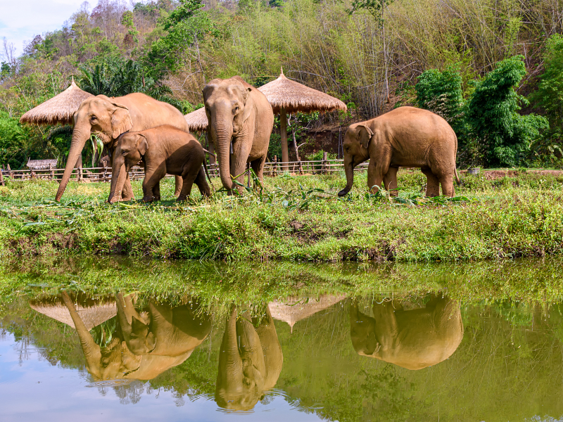 Chiang Mai