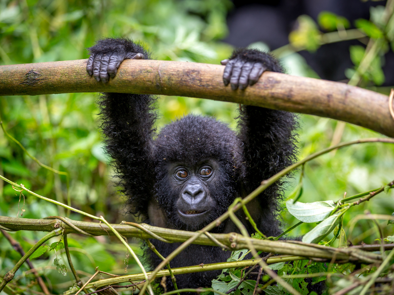 Park Narodowy Virunga