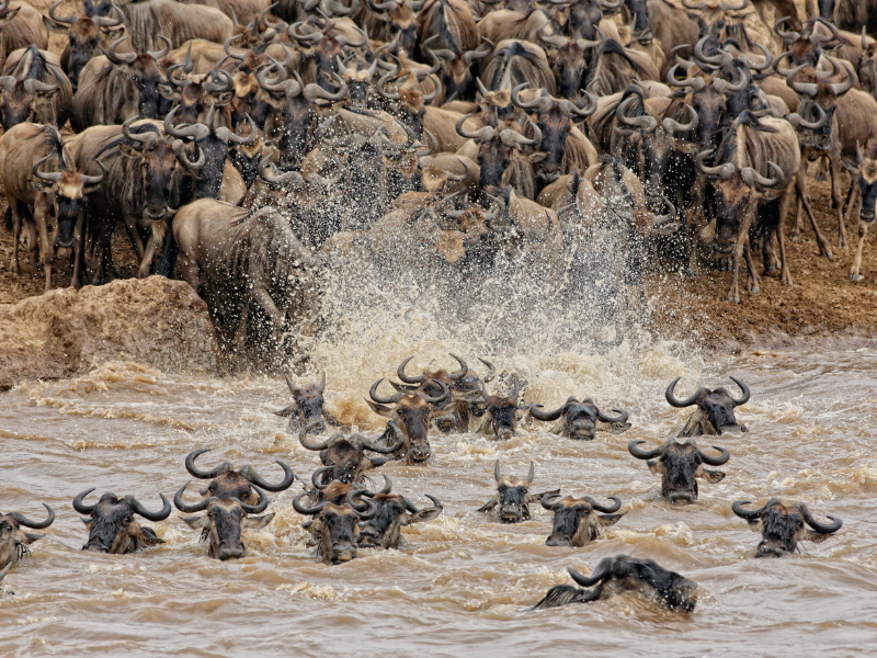 Masai Mara