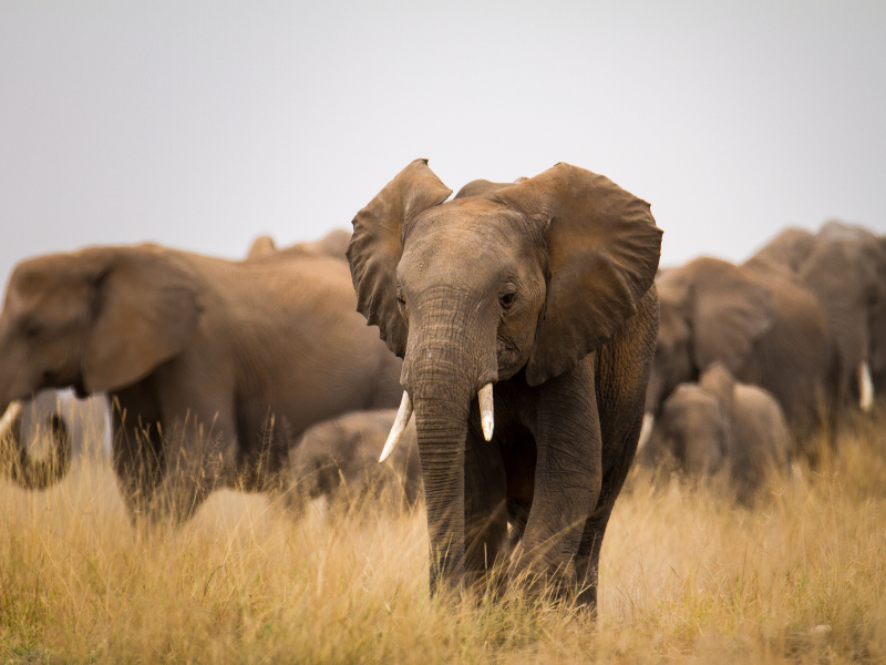 Rezerwat Amboseli