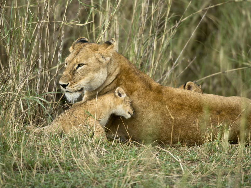 Park Narodowy Gorongosa