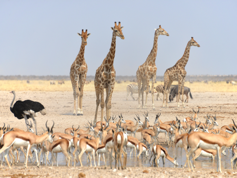 Park Narodowy Etosha