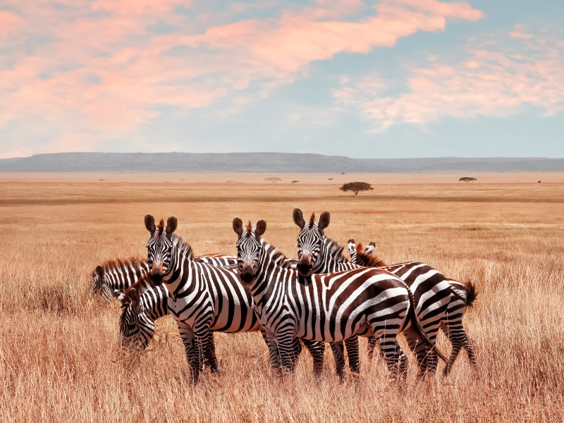 Park Narodowy Serengeti 