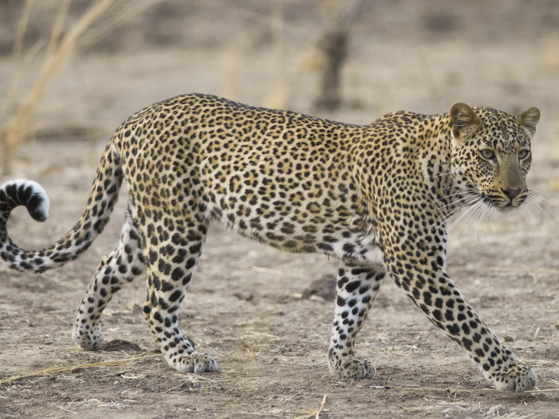 Park Narodowy South Luangwa