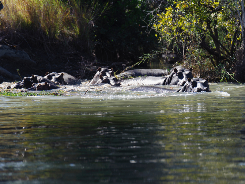 Park Narodowy Kafue