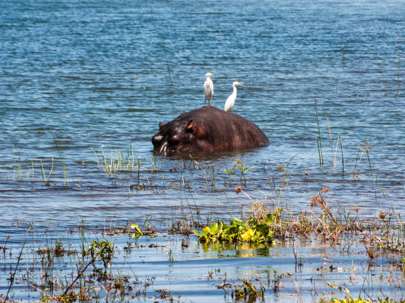 Jezioro Kariba