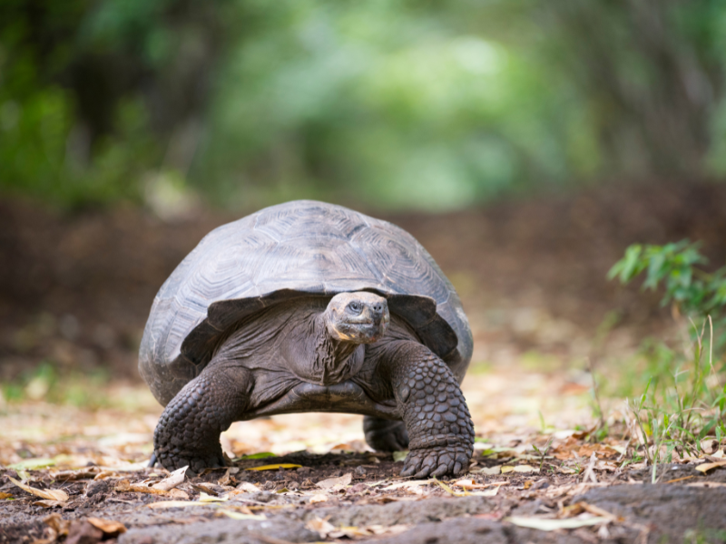 Wyspy Galapagos