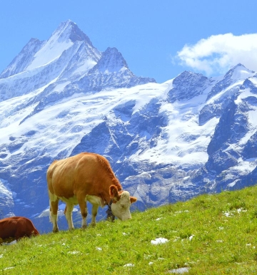 Szwajcaria — poznaj kraj sera, zegarków i banków